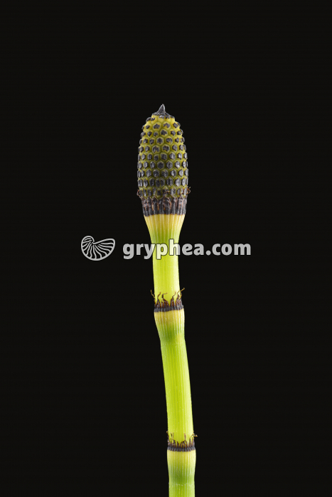 Prêle - axe fertile avec strobile (Equisetum hyemale) - gryphea.com